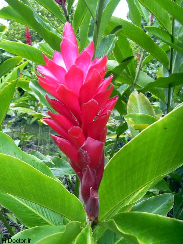 hawaii-red-ginger