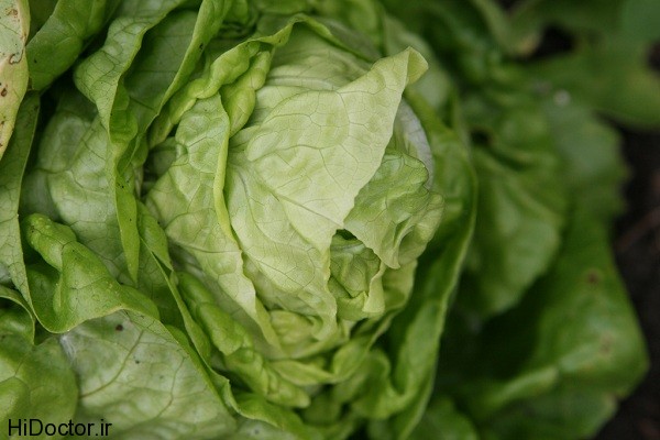 head lettuce عکس هایی از کاهو و خواص آن