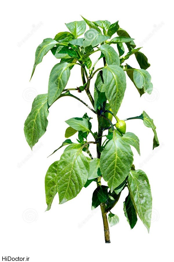 hot pepper plant blooming little peppers isolated whit white 33365568 عکس هایی از فلفل قرمز و خواص آن