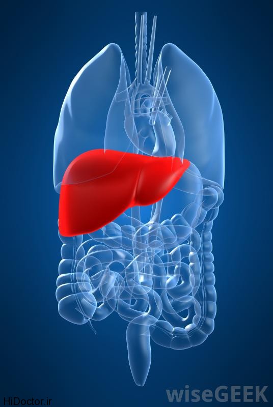 human-liver-highlighted-in-diagram