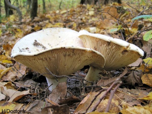 mushrooms_600x450