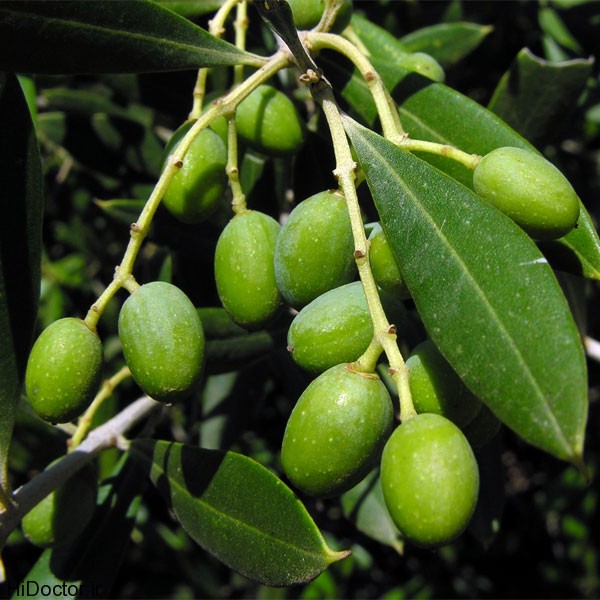 olive plant