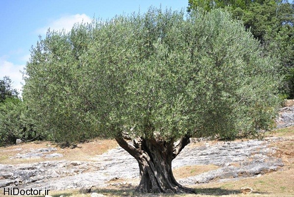 olive tree عکس هایی از زیتون و خواص آن