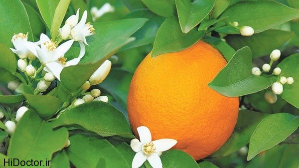 orange_blossoms_r620x349