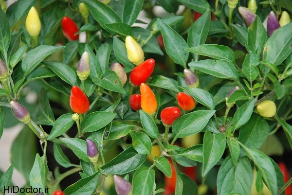 ornamental peppers عکس هایی از فلفل قرمز و خواص آن