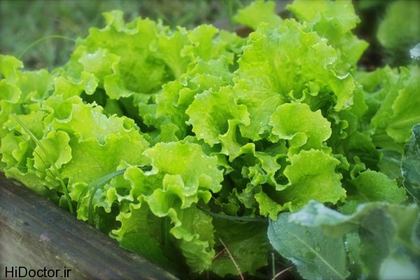 plants to grow lettuce عکس هایی از کاهو و خواص آن