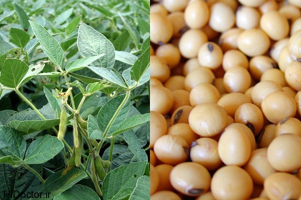 soy plant beans عکس هایی از سویا و خواص آن