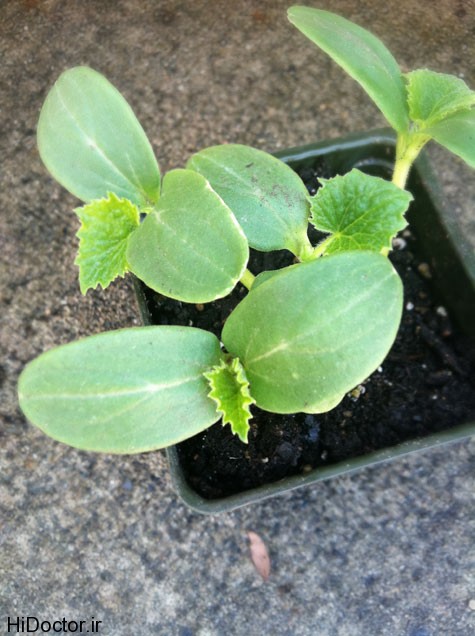 squash seedlings2 عکس های از خیار و خواص آن