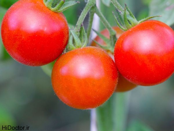 tomatoes1_600x450