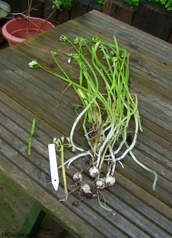 3cornered leek 002