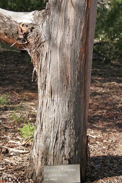 400px-Eucalyptus_cinera_x_pulverulenta