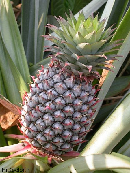 450px-Pineapple1