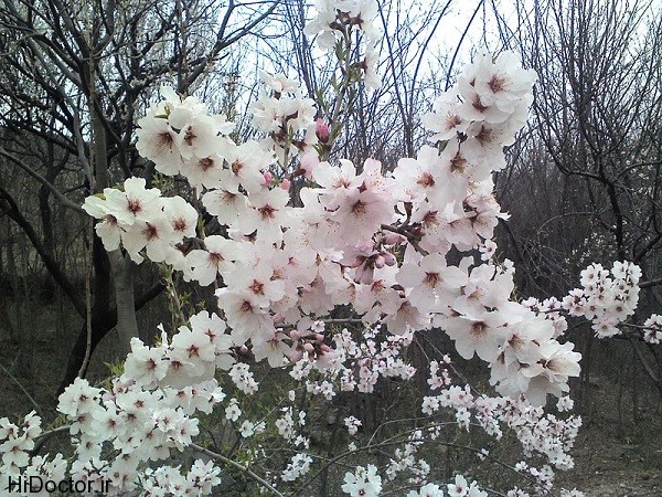 800px-Apricot_tree_flowers