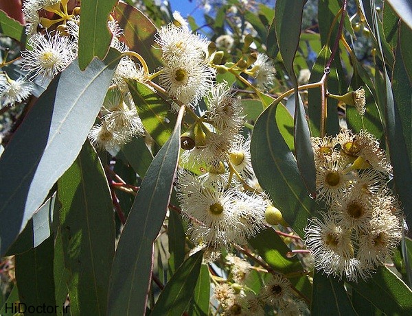 800px-Eucalyptus_flowers2