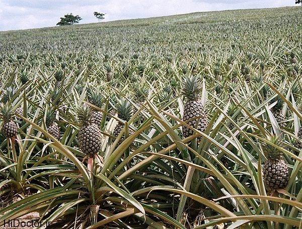 800px-Ghana_pineapple_field