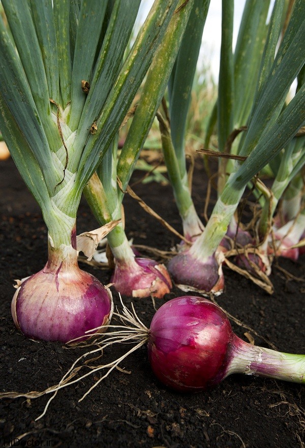 ARS_red_onion
