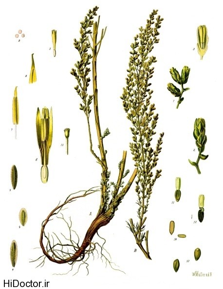 Artemisia_cina_-_Köhler–s_Medizinal-Pflanzen-165