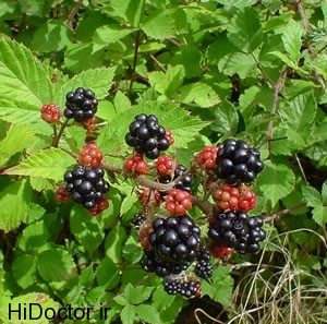 Blackberries_on_bush