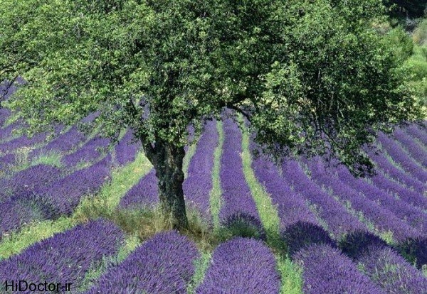 Lavender02