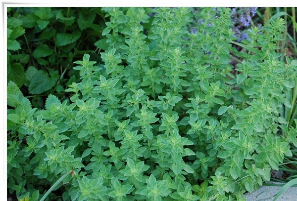 Oregano