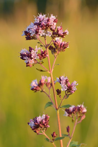 Origanum_vulgare_-_harilik_pune