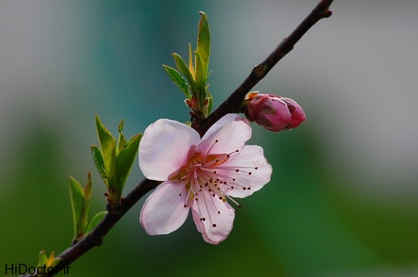 Peach_flower