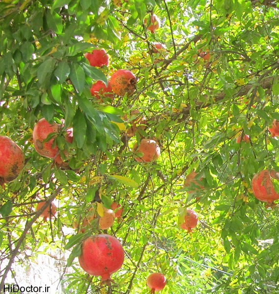Pomegranate_Mardanaqom