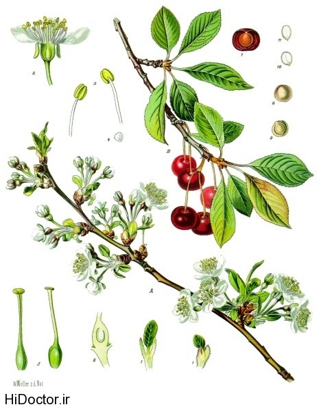 Prunus_cerasus_-_Köhler–s_Medizinal-Pflanzen-113