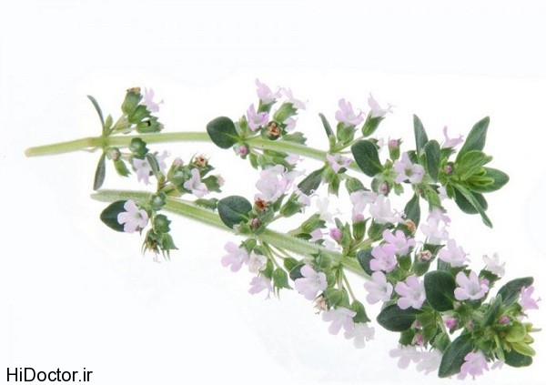 Thyme-flower-2-e1381123136258