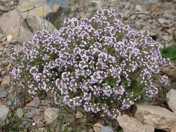 Thyme in Flower s