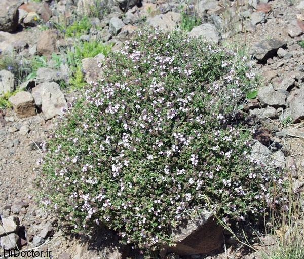 Thymus_vulgaris1