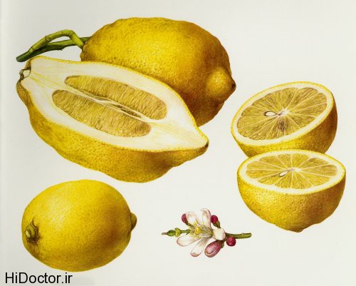 citron_-_lemon_-_lemon_blossom