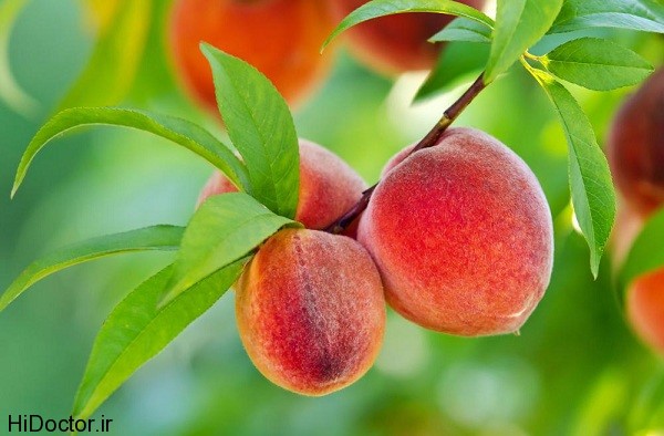 peaches-growing-in-tree