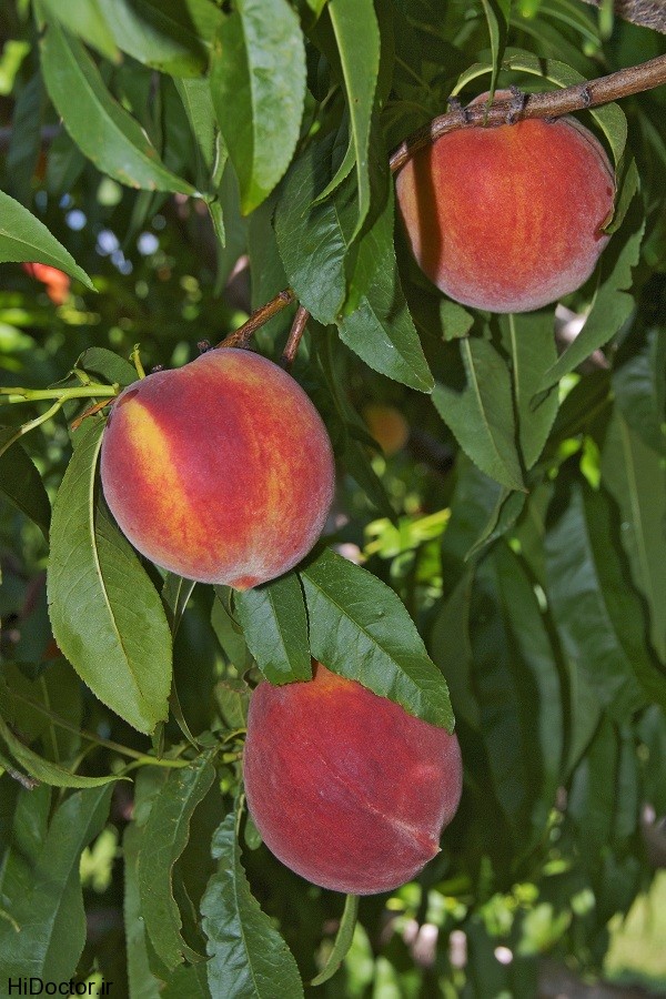 peaches-on-tree-big