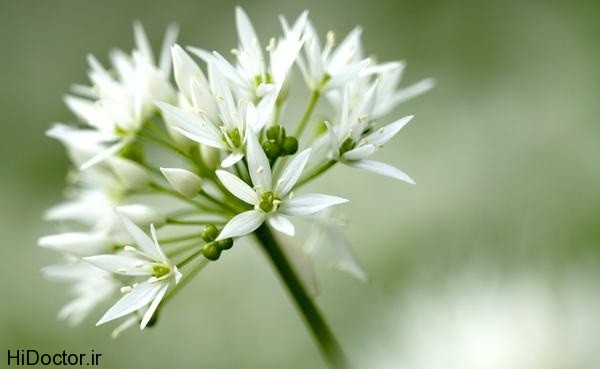 WILD GARLIC