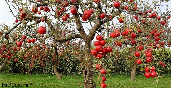 red_apple_tree