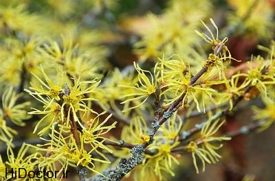 witch-hazel