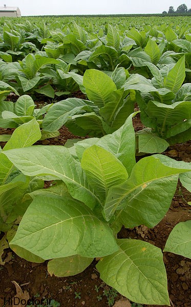 373px-Nicotiana_Tobacco_Plants_1909px