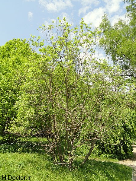 450px-Salix_aegyptiaca_-_Botanischer_Garten_München-Nymphenburg_-_DSC07716