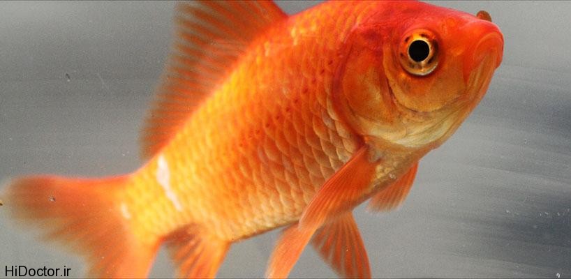 Common_goldfish