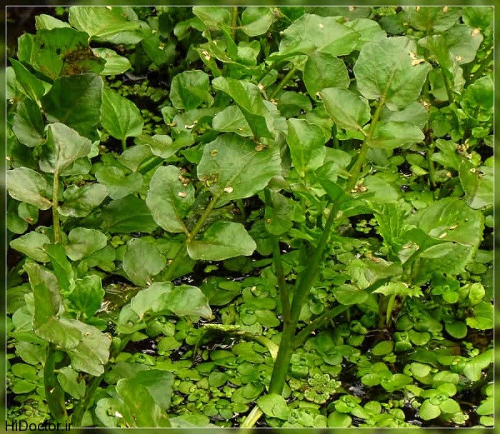 Watercress, Nasturtium microphyllum, Kowhitiwhiti