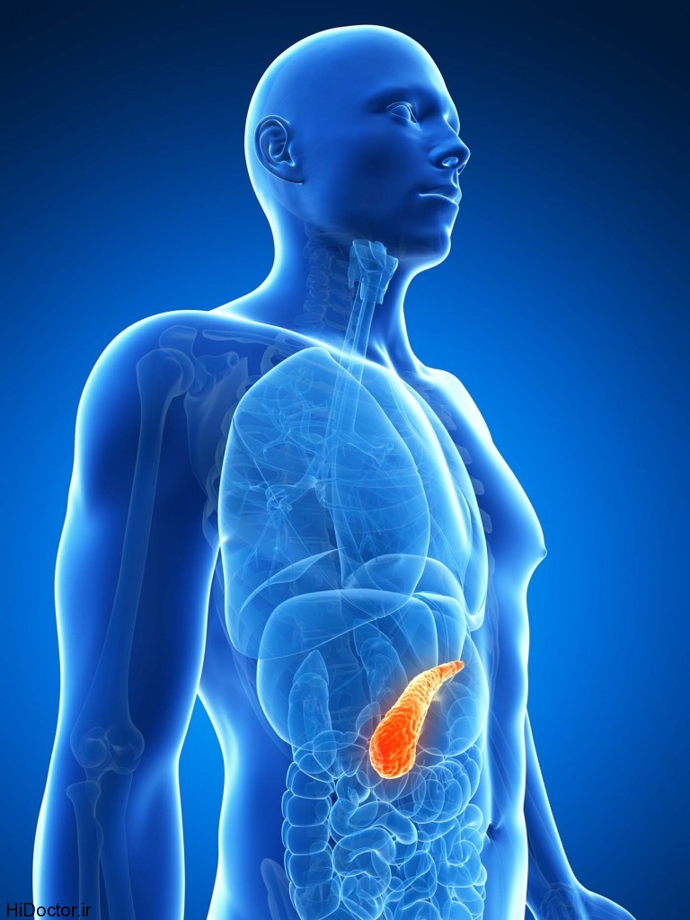 3d rendered illustration of the male pancreas