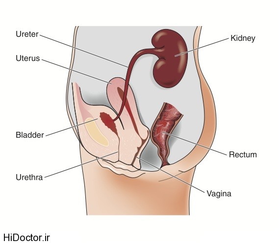 female urinary system diagram