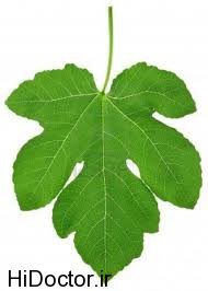 fig-leaf