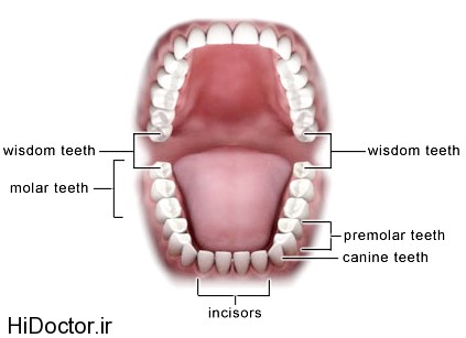 فایده های دندان عقل .. 1