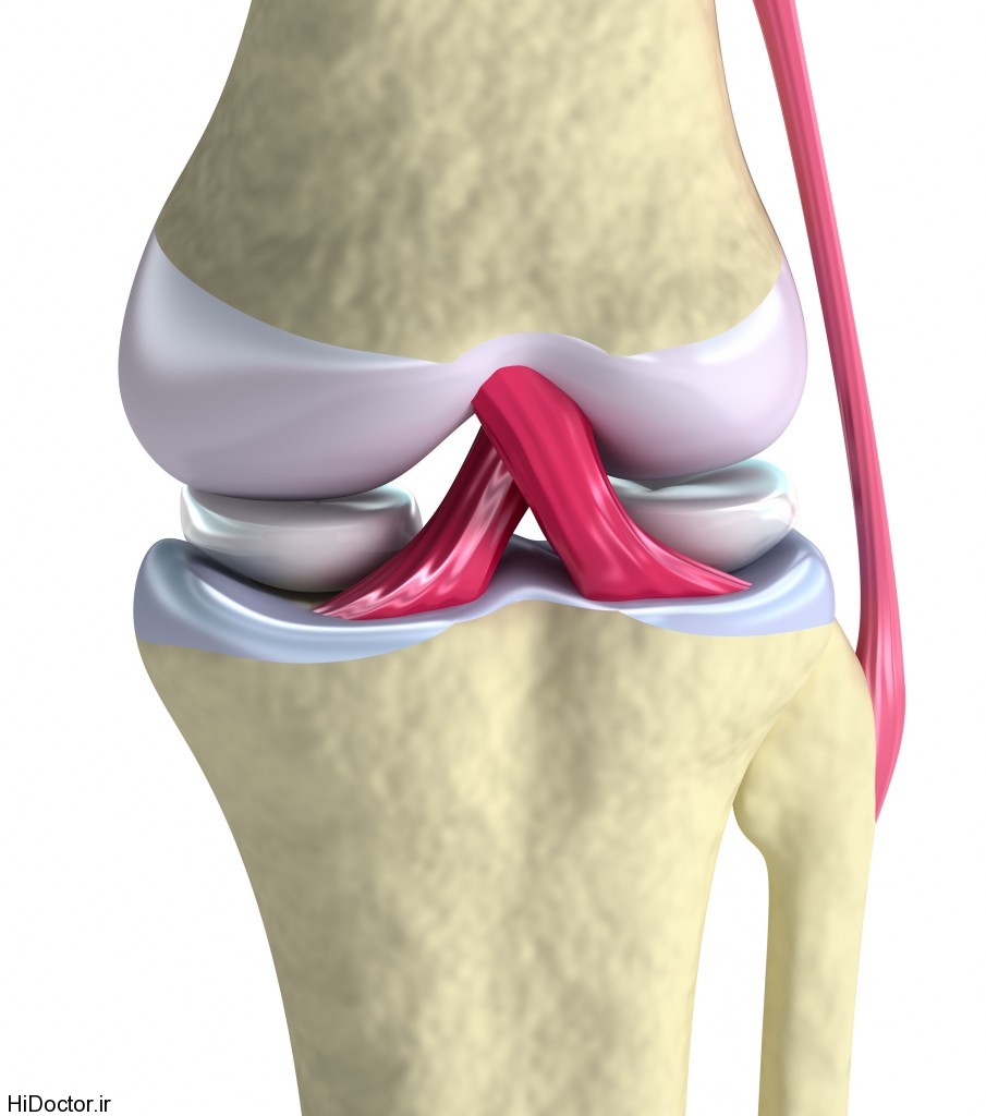 Knee-Joint