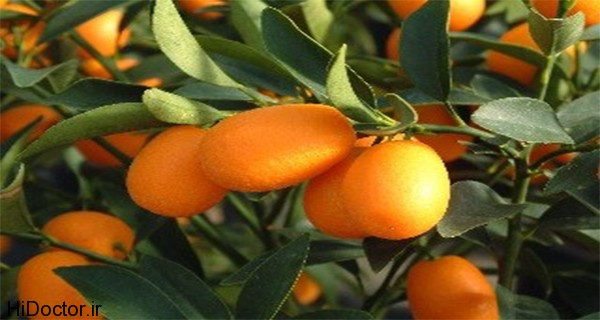 Kumquat