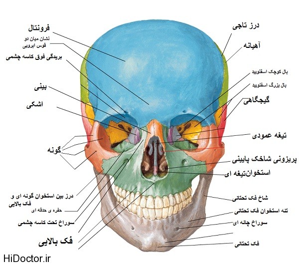 استخوان های سر و صورت