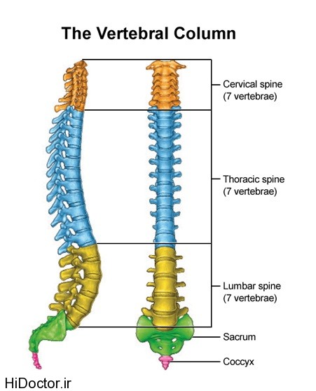 the_vertebral_column_Anatomy