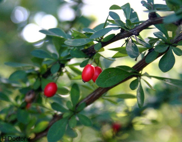Barberry (1)